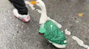 World Cup 2026: A duck steals the show in Mexico jersey