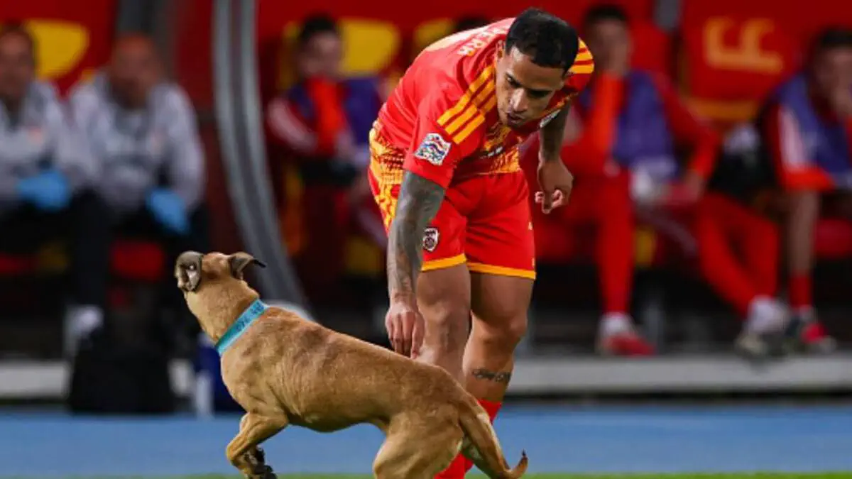 "Having a Lovely Time": Bizarre Dog Pitch Invasion Halts UEFA Nations League Tie